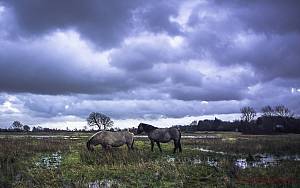Lentevreugd_dreigende_luchten/20191214-Lentevreugd_dreigende_luchten.jpg