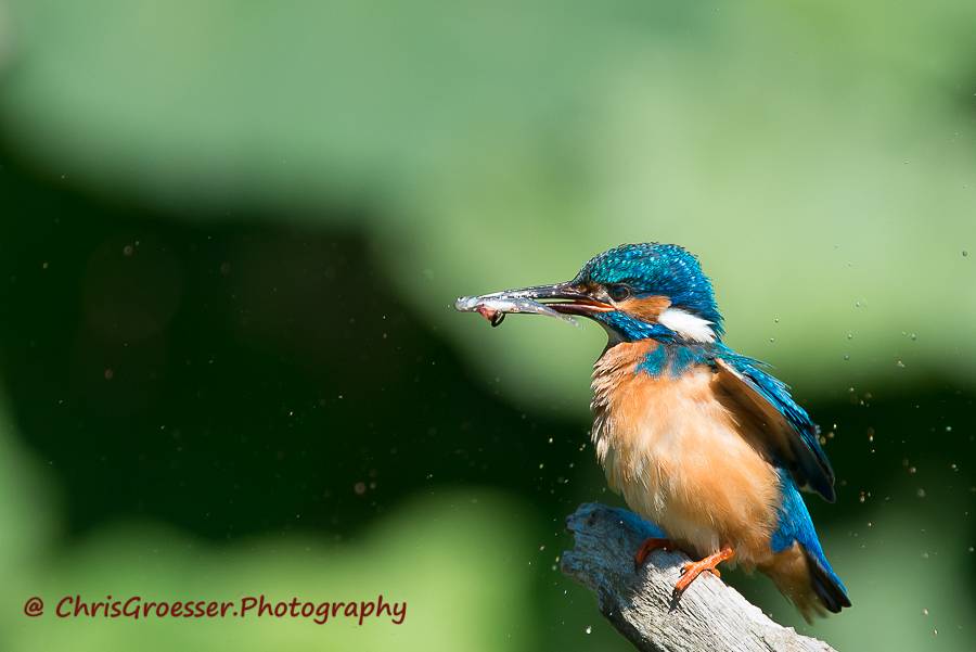 Ijsvogel met visje