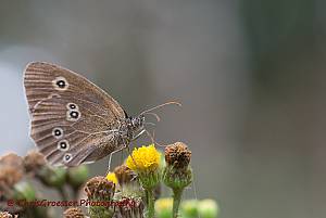 Vlinders/bruine-vlinder.jpg