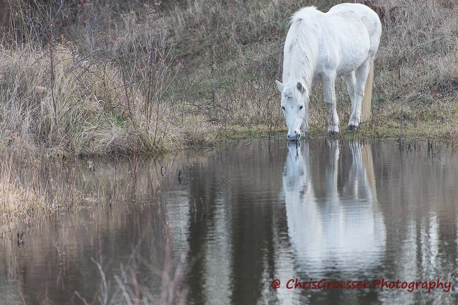 Schimmel, het witte paard